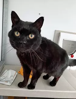 Vermisster Kater - &copy; Foto: Cats Protection/PA Media/dpa