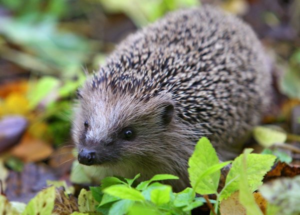 Igel - © Foto: Karl-Josef Hildenbrand
