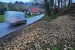 Am Freitagmorgen liegen noch unz&auml;hlige Zuckerr&uuml;ben am Stra&szlig;enrand. - &copy; Freitag TV