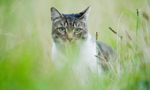 Zugelaufene Katze - © Foto: Julian Stratenschulte/dpa