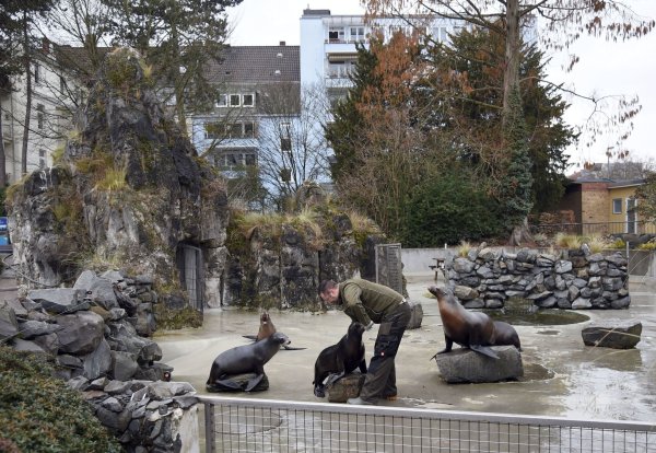 Seelöwen sitzen im Kölner Zoo in ihrem Gehege, im Hintergrund stehen Wohnhäuser. - © Henning Kaiser/dpa/Archivbild