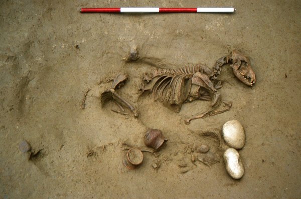 Dieses von den Oberaufsichtsbehörden für Archäologie, Bildende Kunst und Landschaft (SABAP-VR) zur Verfügung gestellte Foto zeigt Grab Nummer 19 mit einer gemeinsamen Bestattung eines Hundes und eines menschlichen perinatalen Skeletts. - © S.R.Thompson/Oberaufsichtsbehörden für Archäologie, Bildende Kunst und Landschaft SABAP-VR/dpa