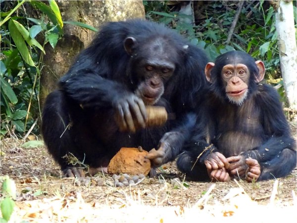 Das erwachsene Schimpansenweibchen Fanle (l) beim Knacken einer Ölpalmennuss mit einem Steinhammer und einem Amboss. Daneben ihr Sohn Flanle. - © Tetsuro Matsuzawa/Springer Nature/dpa