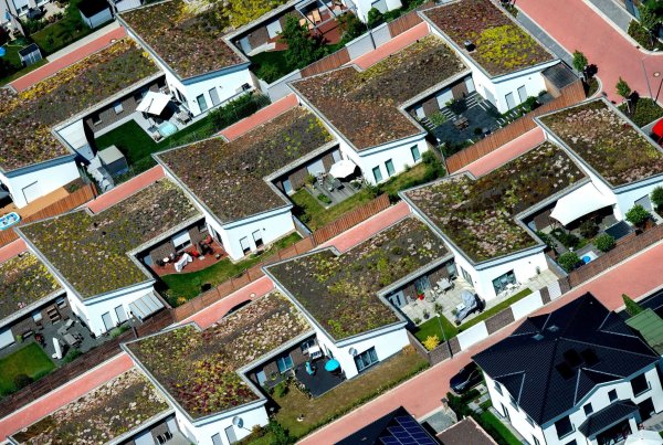 Grüne Dächer sind nicht nur ein Hingucker, sie verbessern auch das Klima in der Umgebung. - © Hauke-Christian Dittrich/dpa/dpa-tmn