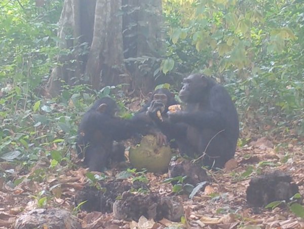 Die Forschungsgruppe spekuliert, eine Urform des Feierns entdeckt zu haben. - © Bowland EurekAlert/dpa