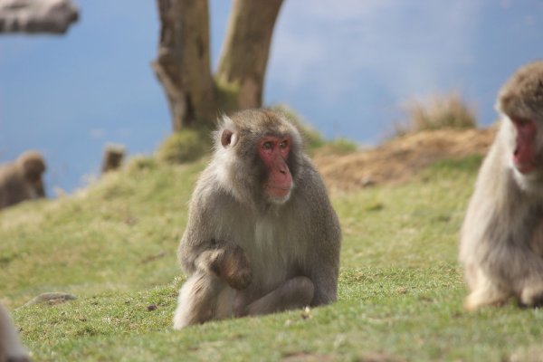 Japanmakaken (Macaca fuscata) im Highland Wildlife Park. Ein ausgebüxter Affe sorgt in den schottischen Highlands für Aufregung. - © Royal Zoological Society of Scotland/dpa