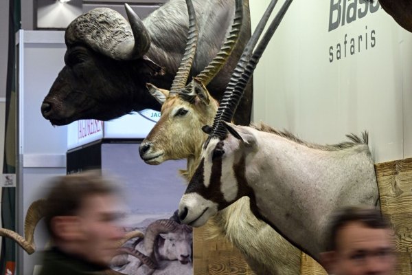 Trophäen von Wildtieren auf der Messe «Jagd und Hund» in Dortmund. - © Federico Gambarini/dpa