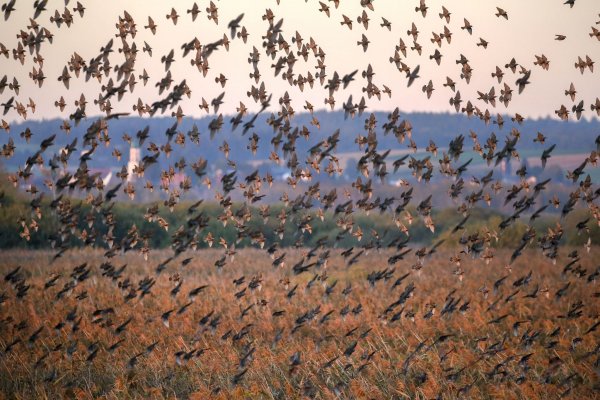 Hunderte Stare über dem Naturschutzgebiet Federsee. - © Thomas Warnack/dpa