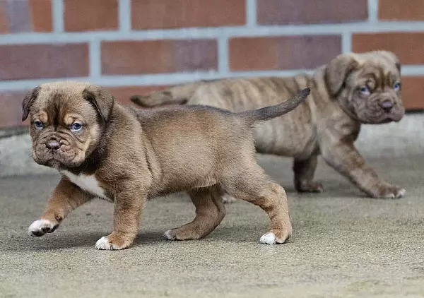 Für die beiden Mädels gibt es bereits Interessenten. Die gestromte Farbe haben sie vom Boxerpapa. - © Steffi Behrmann