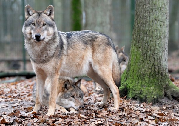 Durchstreift die Senne: Der Wolf ist nach OWL zurückgekehrt. Für ein Exemplar endete die Reise hier. - © Ingo Wagner