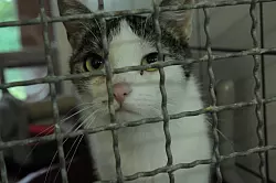 Der Blick von Vicky sagt: Lass mich raus. - &copy; Heiko Kaiser