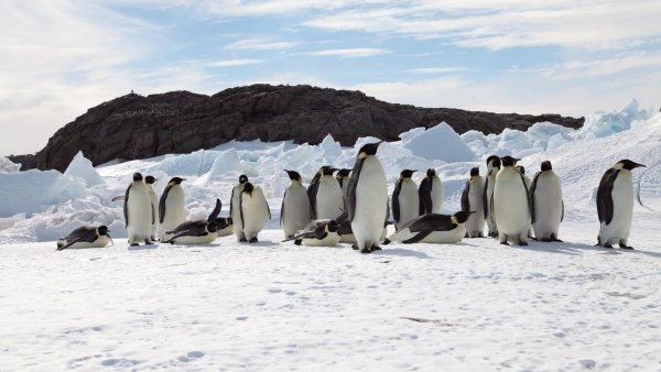 Kaiserpinguine in der Antarktis - © Foto: Stephanie Jenouvri/Woods Hole Oceanographic Institution/dpa