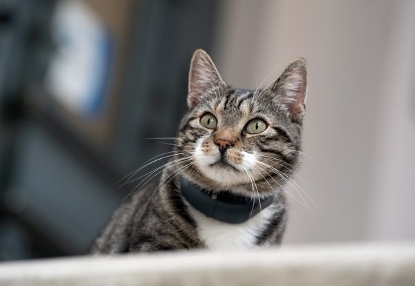 Katze - © Foto: Soeren Stache/zb/dpa