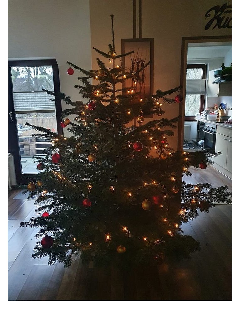 Weihnachtsbäume in Lippe