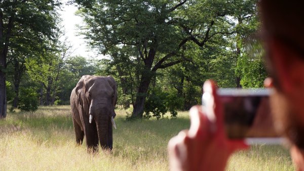 Begehrtes Fotomotiv auf Safari: ein Elefant im Liwonde National Park. - © Julian Hilgers/dpa-tmn/dpa