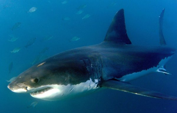 Wenn es mehr Angriffe gibt, bedeute das oft, dass mehr Menschen Zeit im Wasser verbringen - nicht, dass die Haie gefährlicher geworden sind, wie das Florida Museum of Natural History mitteilt. - © Helmut Fohringer/EPA/dpa