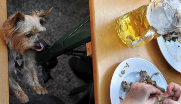 Hund im Biergarten - © Foto: Frank Leonhardt