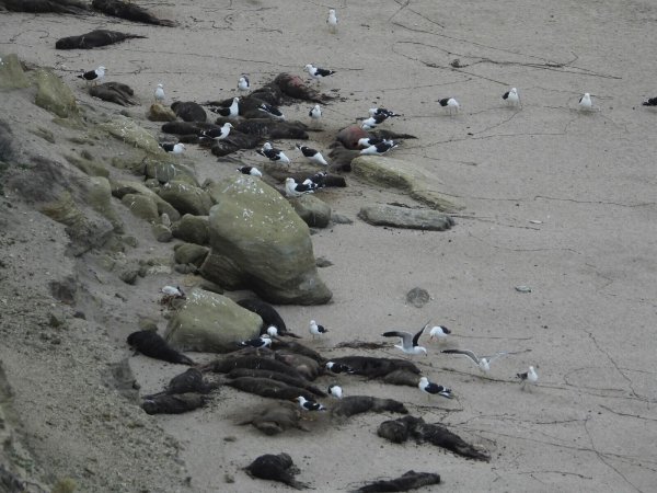 See-Elefanten in Argentinien wurden von der Vogelgrippe besonders schwer getroffen. Hier sind tote Tiere an einem Strand zu sehen. - © Valeria Falabella/Wildlife Cons/dpa