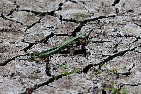 Die anhaltende Dürre hat zunehmend Folgen für Wald und Landwirtschaft. - © Bernd Wüstneck/dpa