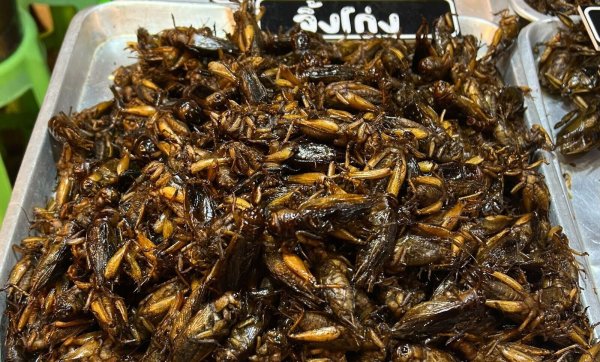 Insekten wie Würmer und Käfer gehören in Thailand bereits zum Straßenbild. (Archivbild) - © Carola Frentzen/dpa
