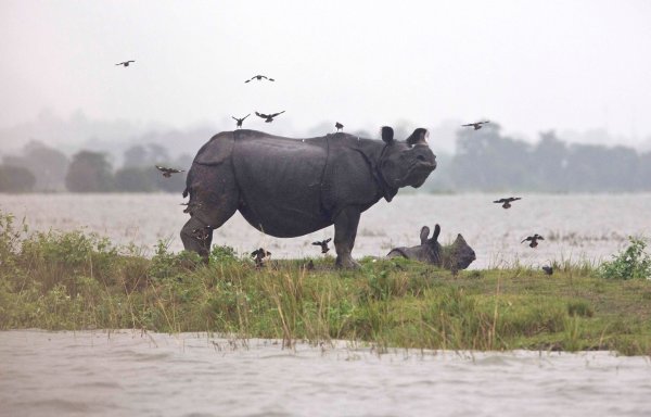 Weltweit gibt es nach Angaben von Tierschützern nur noch rund 4000 Panzernashörner, auch Wetterfolgen können gefährlich für sie werden. - © picture alliance / Anupam Nath/AP/dpa