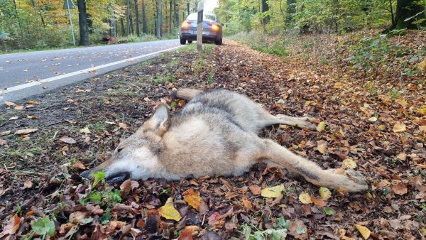 In Nordrhein-Westfalen sind im ersten Halbjahr 2024 fünf Wölfe im Straßenverkehr getöet worden. Dieser Wolf starb auf einer Landstraße in Niedersachsen. (Archivfoto) - © dpa