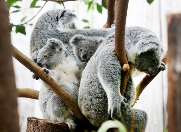 Der Duisburger Zoo ist europaweit Spezialist für die aufwendige Zucht und Zoo-Haltung der Koalas. (Archivbild) - © Roland Weihrauch/dpa