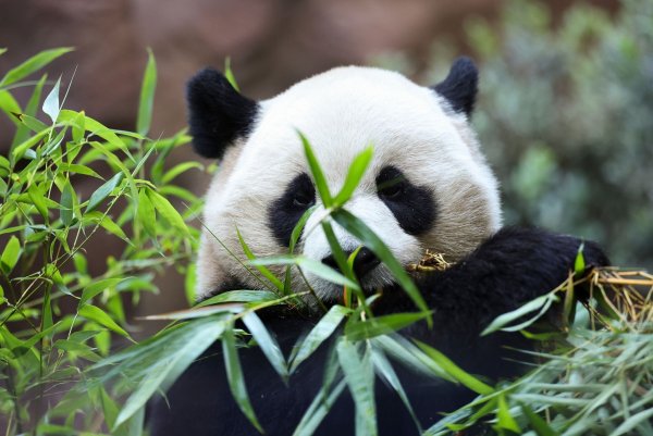 Zwei Pandas feiern im kalifornischen San Diego ihre Premiere. - © Derrick Tuskan/AP/dpa