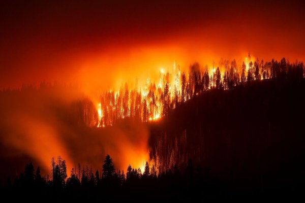 Das «Garnet Fire» bedroht Riesenmammutbäume im Waldgebiet McKinley Grove. - © Noah Berger/FR34727 AP/AP/dpa
