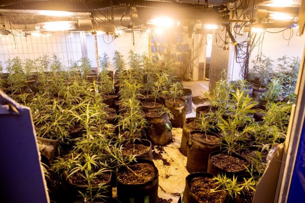 Bei Durchsuchungen sind fünf Menschen festgenommen und eine Cannabisplantage ausgehoben worden. (Symbolbild) - © Hauke-Christian Dittrich/dpa
