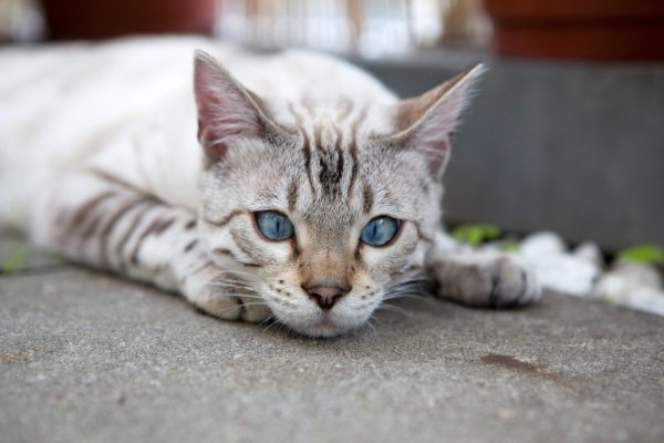 Zeckenschutz mit Permethrin kann für Katzen tödlich sein - © Foto: Silvia Marks