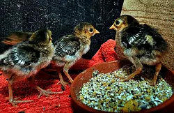 ist Gold. Bis diese kleinen Federb&auml;lle tats&auml;chlich aussehen wie Goldfasane dauert es noch ein paar Wochen.