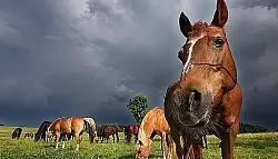 Reiter machen gegen Pferdesteuer mobil - &copy; OWL