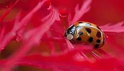 "Invasion" der

Marienk&auml;fer - &copy; Lippe