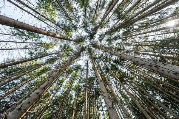 Der Wald in Deutschland bleibt laut einem neuen Bericht unter «Dauerstress». (Archivbild) - © Silas Stein/dpa