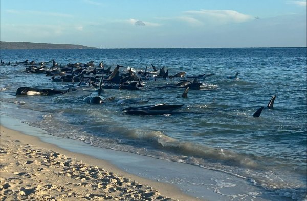 Ein Großteil der Wale konnte gerettet werden. - © Supplied/PARKS AND WILDLIFE WESTERN AUSTRALIA/AAP/dpa