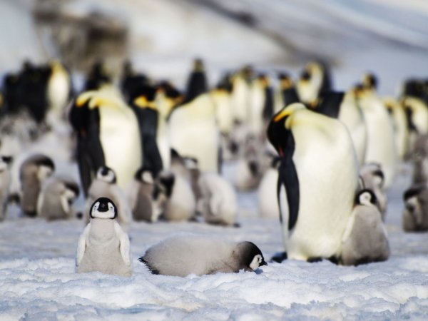 Junge und ausgewachsene Kaiserpinguine einer Kolonie in der Antarktis. - © Bas/PA Media/dpa