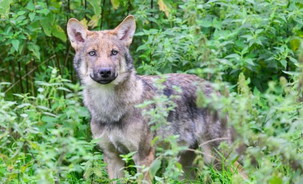 Wölfe stehen unter strengem Naturschutz und dürfen nur mit einer behördlichen Ausnahmegenehmigung unter strengen Voraussetzungen geschossen werden. - © Julian Stratenschulte/dpa