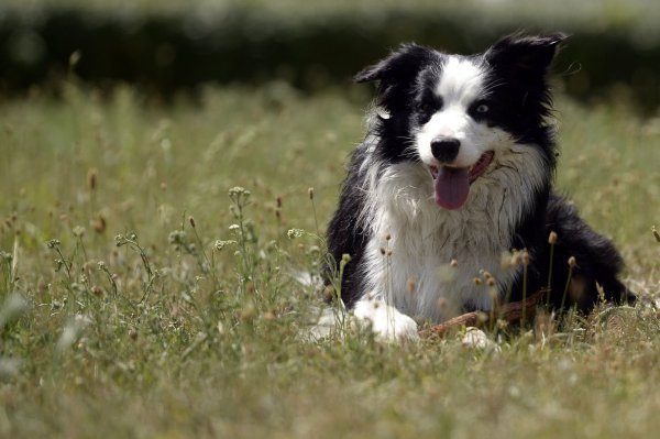 Hund auf einer Wiese - © Foto: Maurizio Gambarini