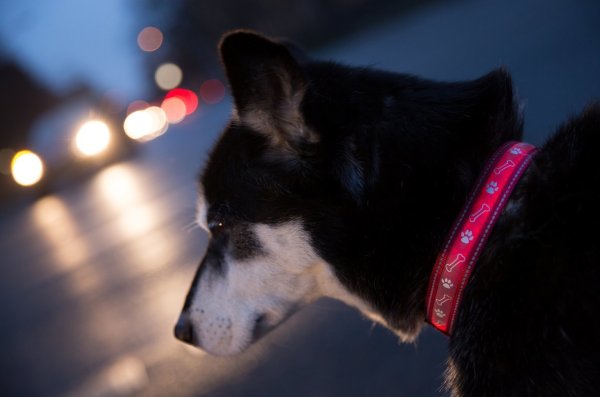 Hund mit Reflektor-Halsband - © Foto: Florian Schuh/dpa-tmn