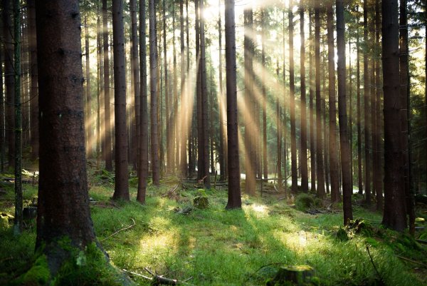 Was als Abkürzung durch den Wald begann, wurde zur stundenlangen Irrfahrt mit gefährlichem Ende. (Symbolbild) - © Nicolas Armer/dpa