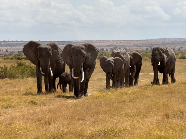 In der Nähe des Unfallorts befindet sich ein privater Wildpark, in dem zahlreiche Elefanten leben. (Symbolbild) - © Eva Krafczyk/dpa