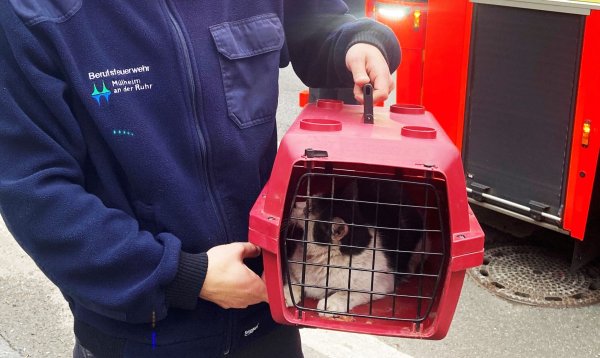 Ein Feuerwehrmann trägt die gerettete Katze in einem Korb auf dem Weg zum Tierarzt. - © -/Feuerwehr Mülheim/dpa
