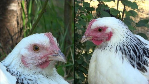 Die linke Henne ist den Angaben zufolge im Ruhezustand und daher ist ihr Gesicht nur leicht rot gefärbt. Rechts sieht man ein stark errötetes Gesicht, nachdem das Huhn eine negative Erfahrung gemacht hat. - © INRAE - Bertin and Arnould/EurekAlert/dpa
