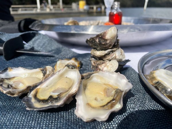 Fertig zum Verzehr - frische Sydney Rock Oysters. - © Michelle Ostwald/dpa