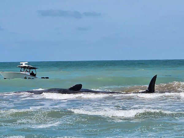 Der Wal ist vor Venice in Florida auf einer Sandbank gestrandet. - © Uncredited/City of Venice Florida/AP
