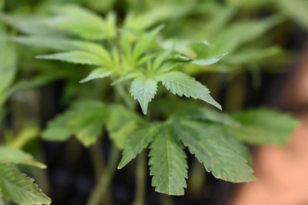 Die Ermittler entdeckten Marihuana. (Symbolbild) - © Michael Brandt/dpa