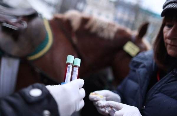 Vor dem Start des Rosenmontagsumzugs wird einem Pferd Blut entnommen. - © Rolf Vennenbernd/dpa