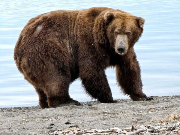 Der Braunbär «747», auch als «Jumbo Jet» bekannt, steht im Katmai-Nationalpark. - © ---/Katmai National Park and Preserve/dpa/Handout