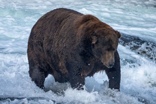 Der massige Braunbär Nummer 747 mit dem Spitznamen «Jumbo Jet» im Katmai-Nationalpark in Alaska. - © L.Law/Katmai National Park and Preserve/dpa